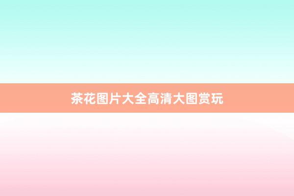 茶花图片大全高清大图赏玩